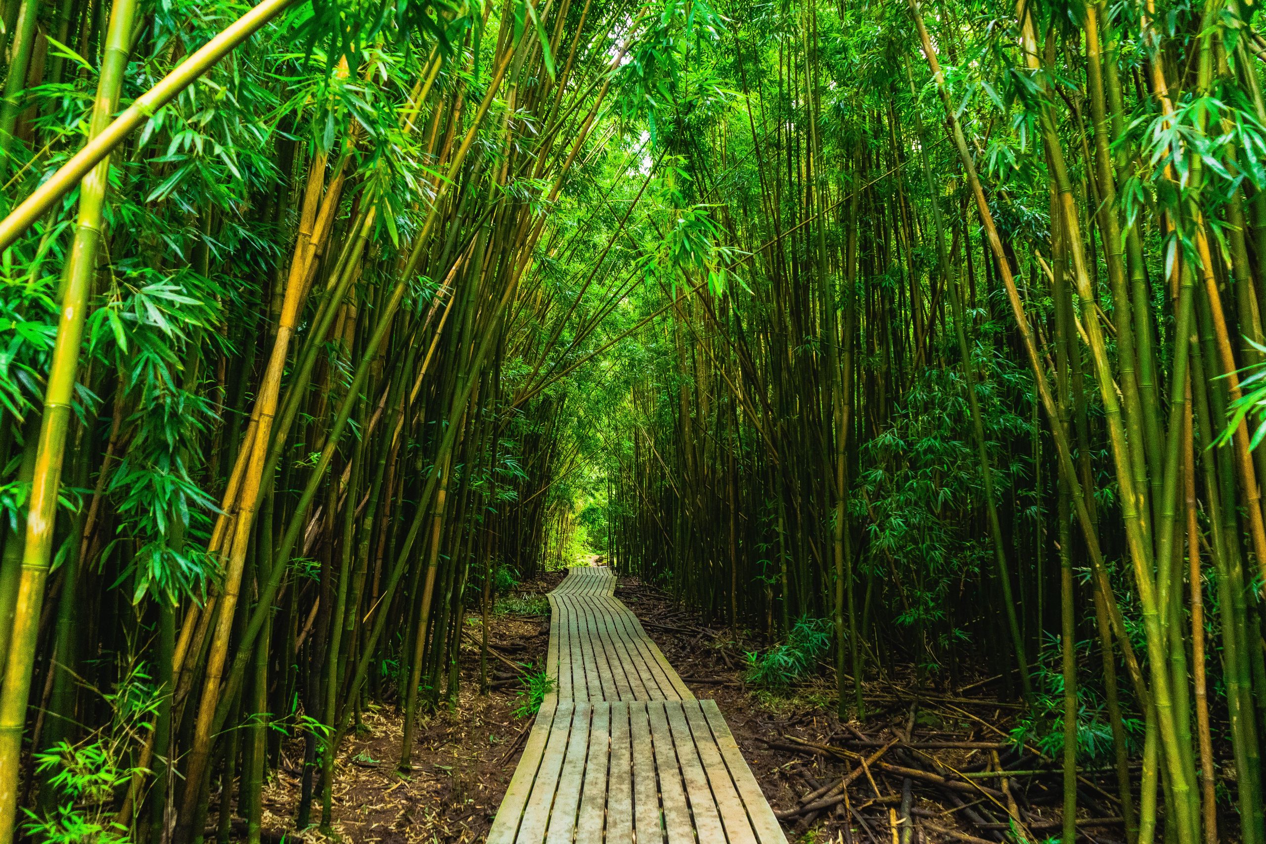 Wooden boardwalk winding through a dense green bamboo forest.